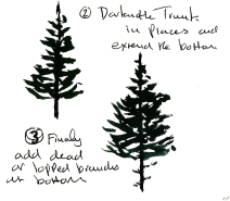 fir trees w sht 4